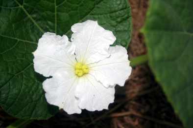 female gourd flower
