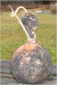 drying moldy bottle gourd