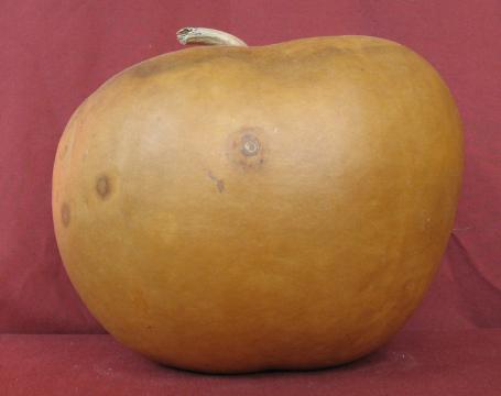 gourd bank