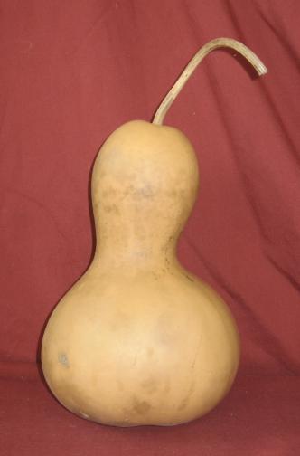 bottle gourd