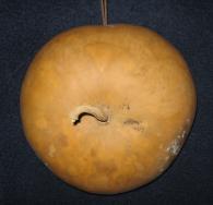 canteen lid