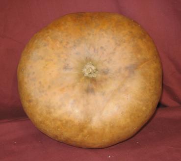 gourd top