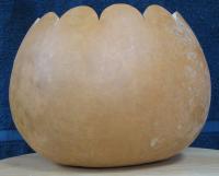 Gourd Bowl scallop