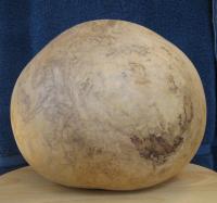 gourd bowl