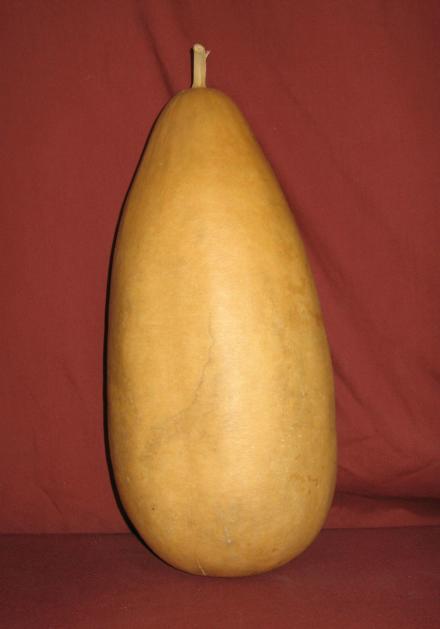 bottle gourd