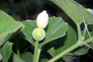 female gourd flower side view