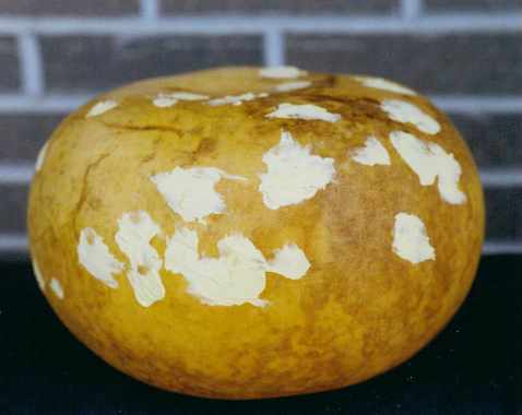 wood filler used on gourd