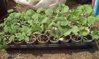 gourd plants in containers