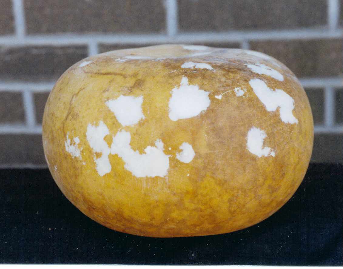 wood filler sanded on gourd